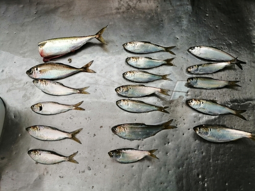 サバの釣果