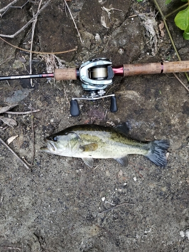 ラージマウスバスの釣果