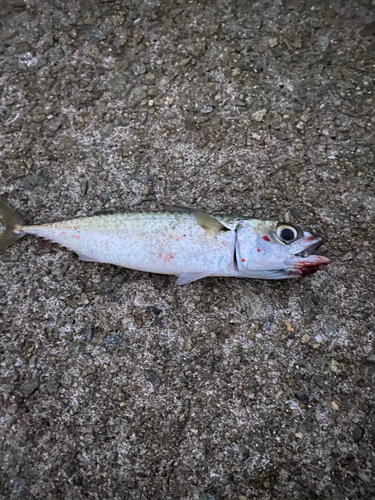 サバの釣果