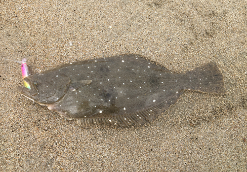 ヒラメの釣果