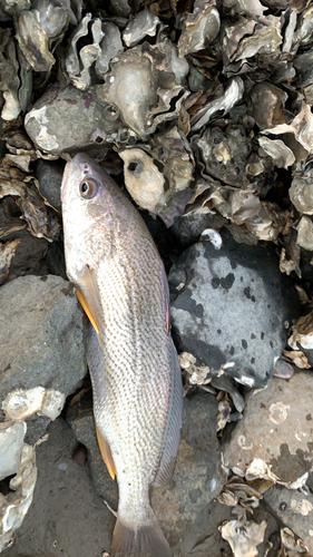 イシモチの釣果