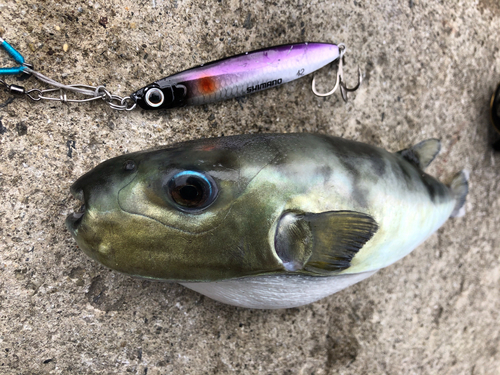 クロサバフグの釣果