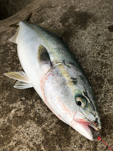 イナダの釣果