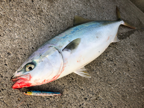 イナダの釣果