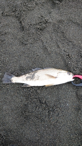 イシモチの釣果