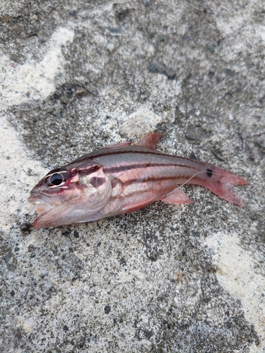 ネンブツダイの釣果