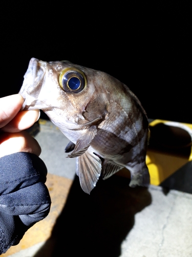 メバルの釣果