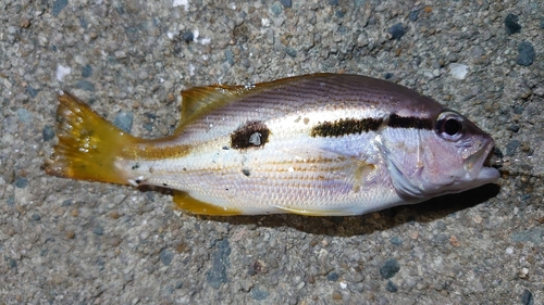 ヨコスジフエダイの釣果