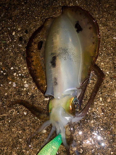 アオリイカの釣果