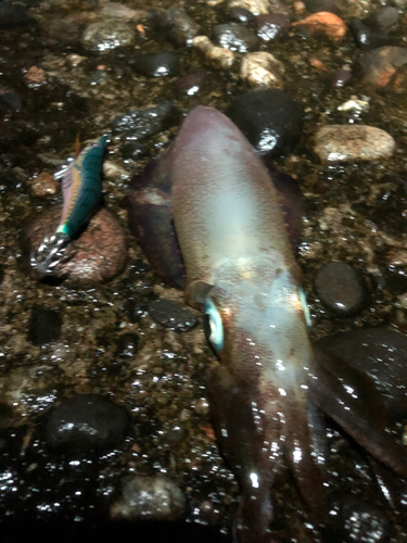 アオリイカの釣果