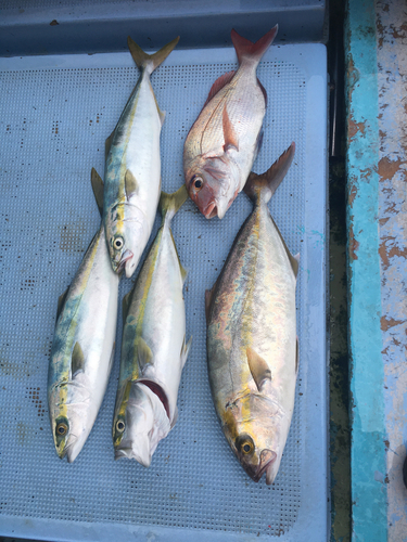 マダイの釣果