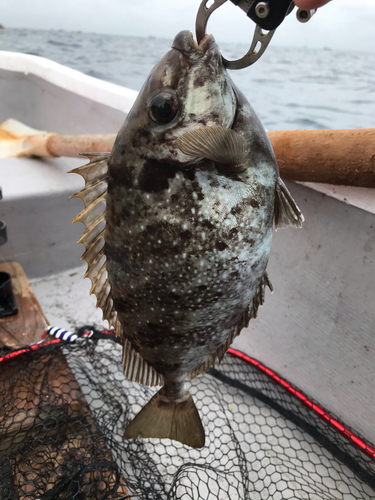 アイゴの釣果