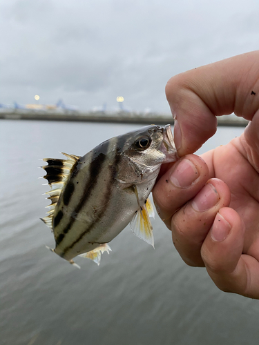 コトヒキの釣果