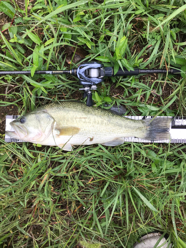 ブラックバスの釣果