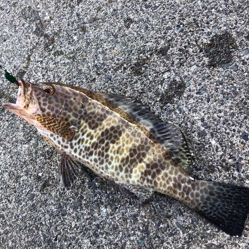 オオモンハタの釣果