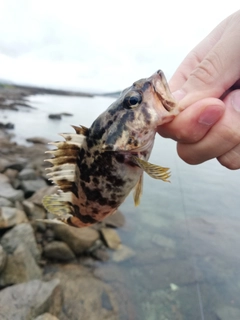 タケノコメバルの釣果