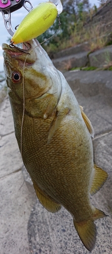 スモールマウスバスの釣果