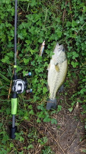 ブラックバスの釣果