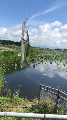 ブラックバスの釣果