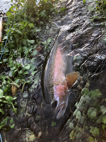 ニジマスの釣果