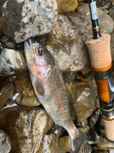 ニジマスの釣果