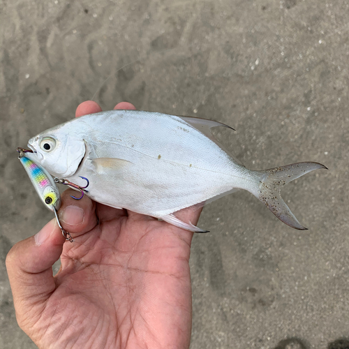 コバンアジの釣果