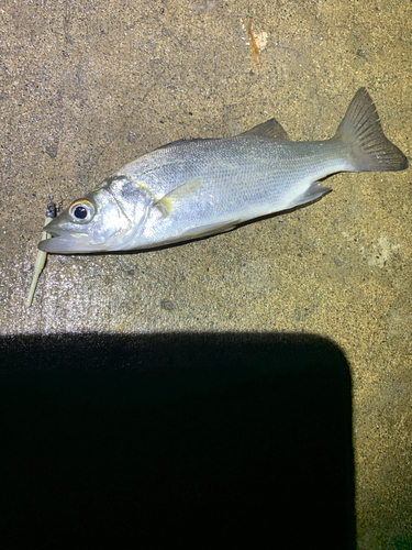 セイゴ（マルスズキ）の釣果