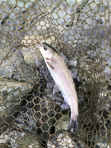 ニジマスの釣果