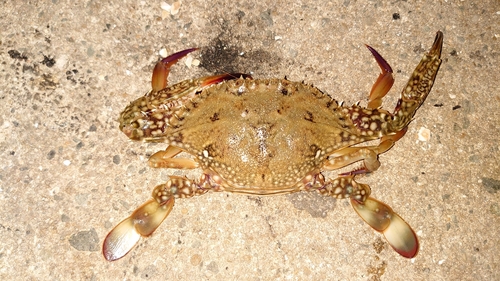 ワタリガニの釣果