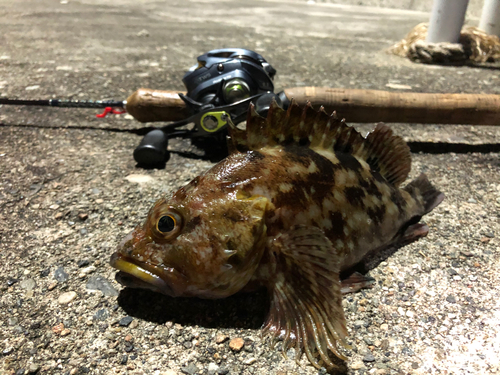 カサゴの釣果