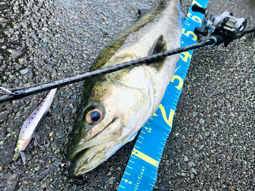 シーバスの釣果