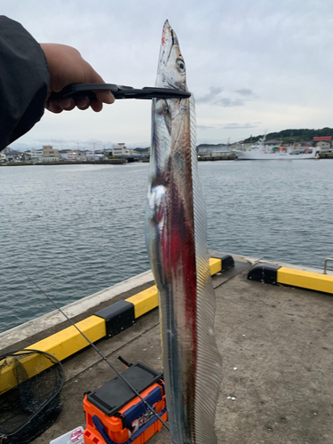 タチウオの釣果