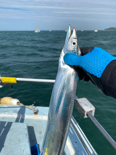 タチウオの釣果