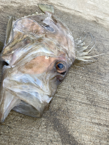 マトウダイの釣果