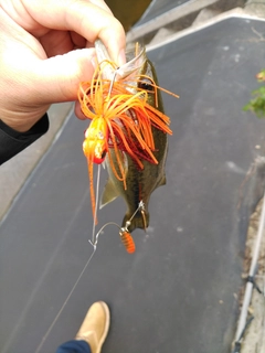 ブラックバスの釣果
