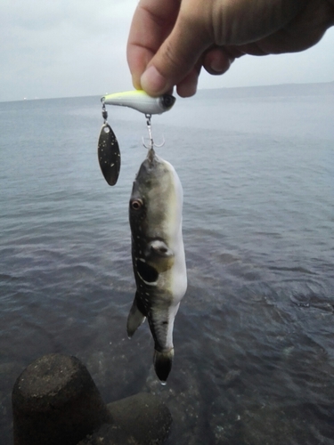 マフグの釣果