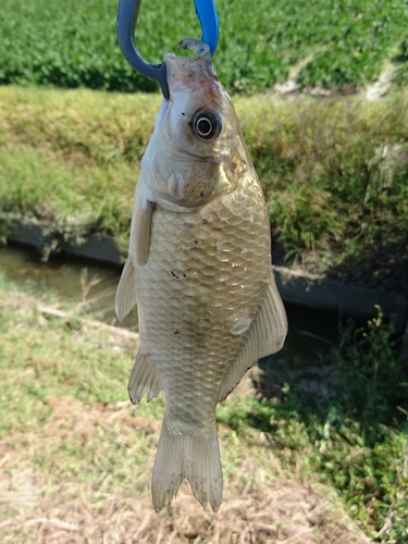 フナの釣果