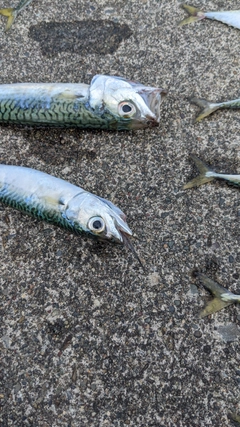 サバの釣果