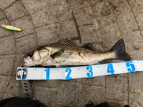 シーバスの釣果