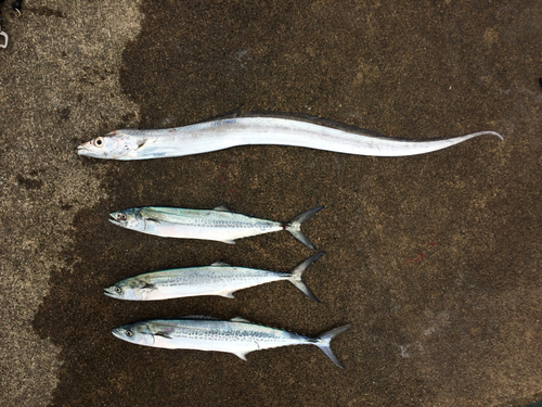 タチウオの釣果