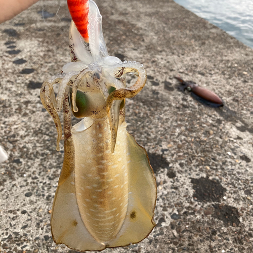 アオリイカの釣果