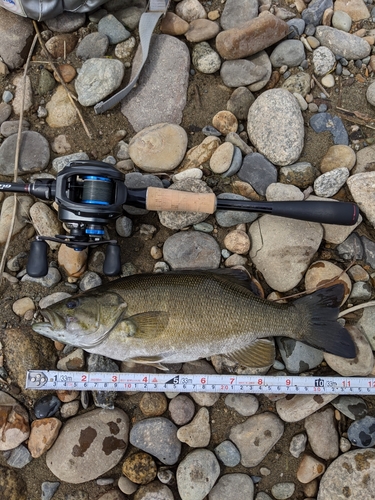 スモールマウスバスの釣果