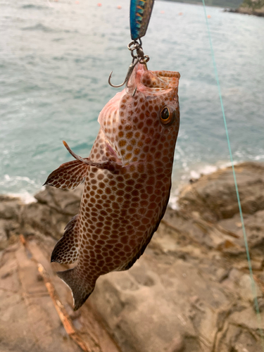 オオモンハタの釣果