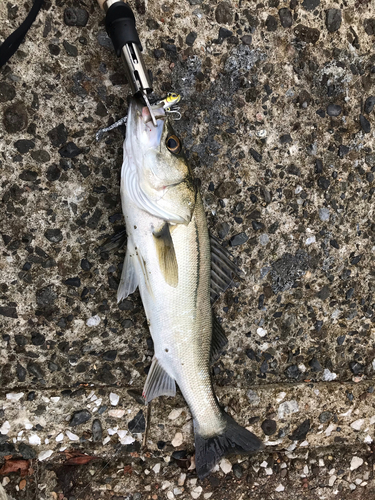 シーバスの釣果