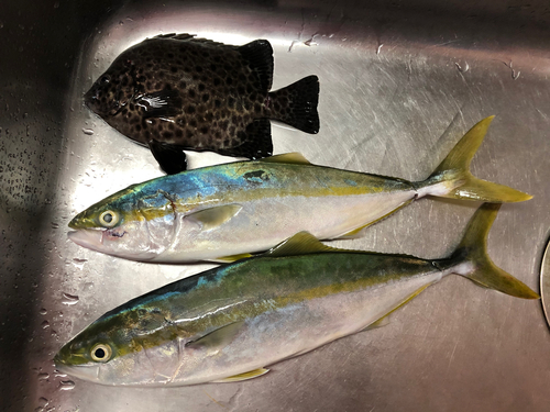 ツバスの釣果