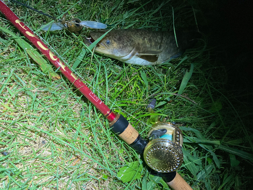 マナマズの釣果