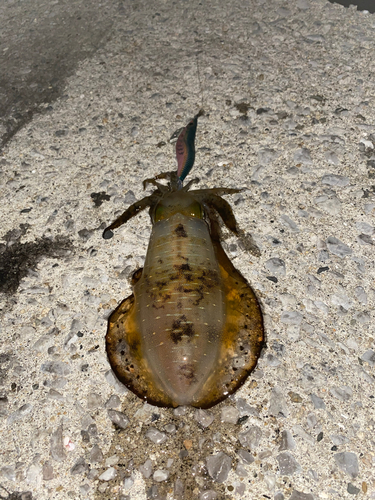 モイカの釣果