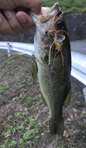 ブラックバスの釣果