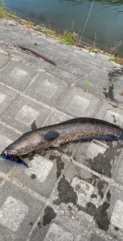 ライギョの釣果