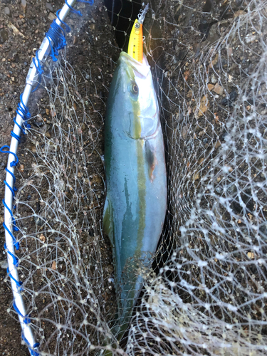 ハマチの釣果